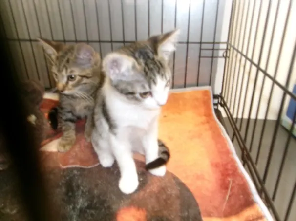 Adoptable Cat
