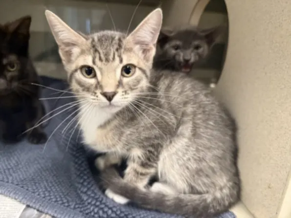 Adoptable Cat