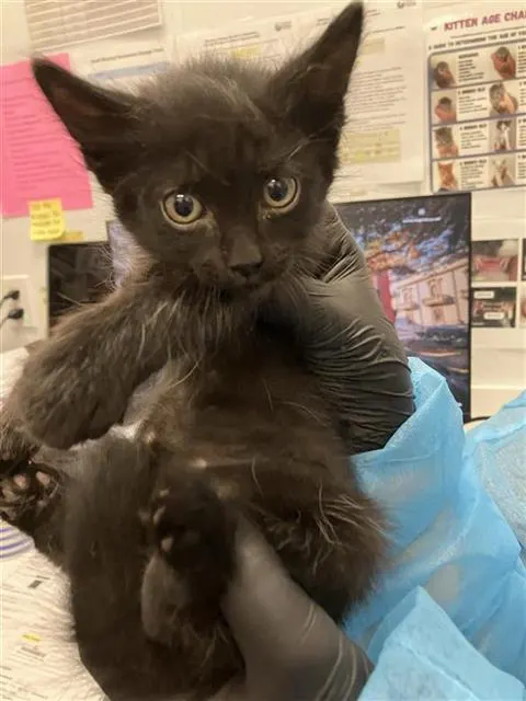 Adoptable Cat