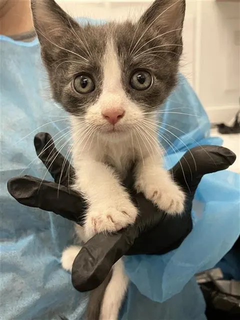 Adoptable Cat