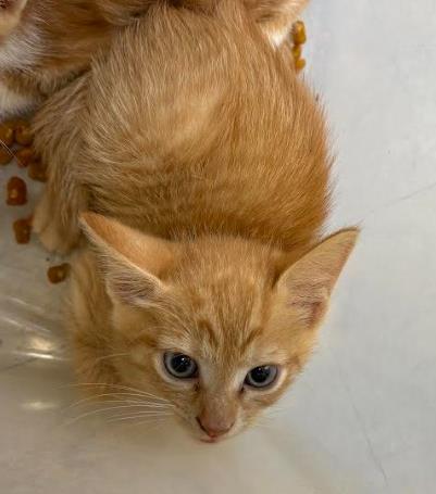 Ginger