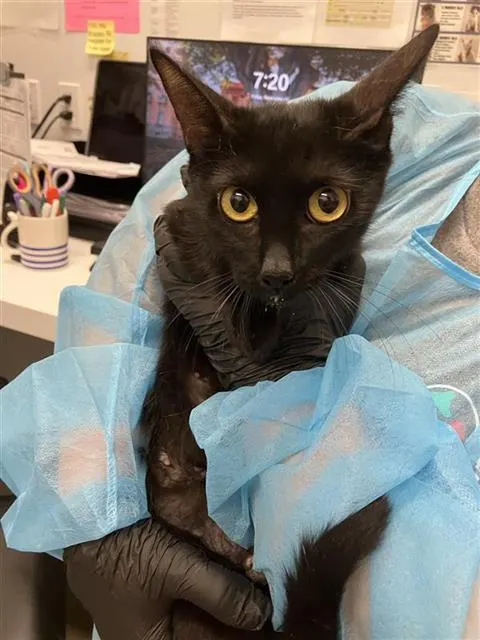 Adoptable Cat