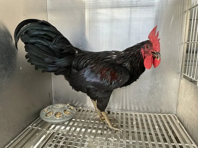 Ragnar
