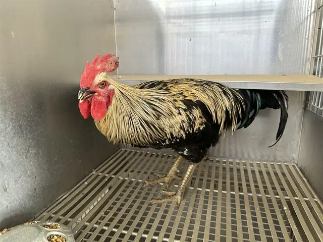 Bjorn