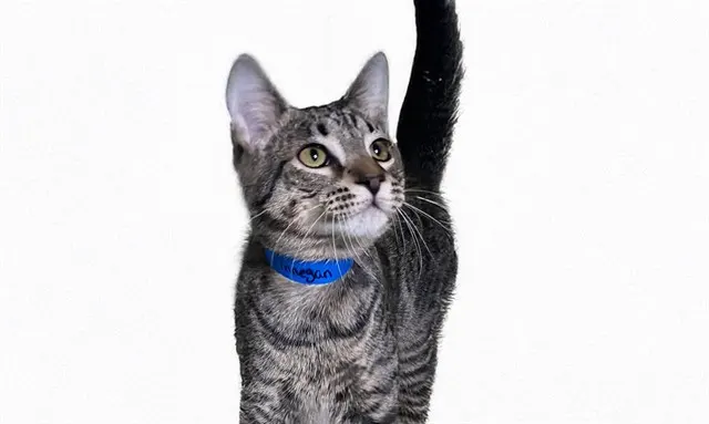 Finnegan