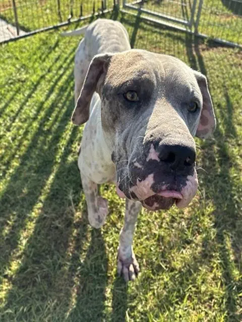 Urgent Maxamus