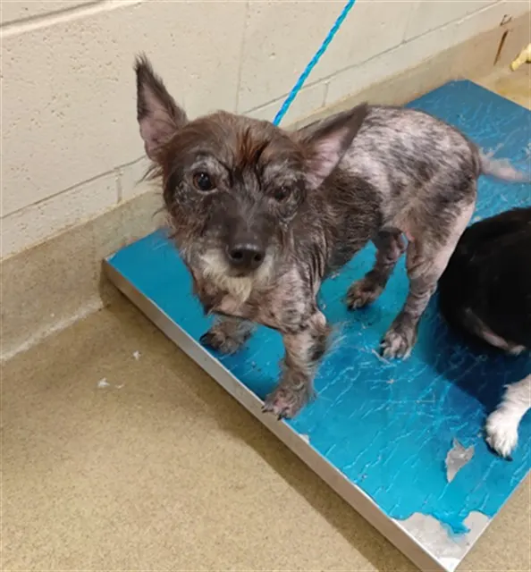Adoptable Dog