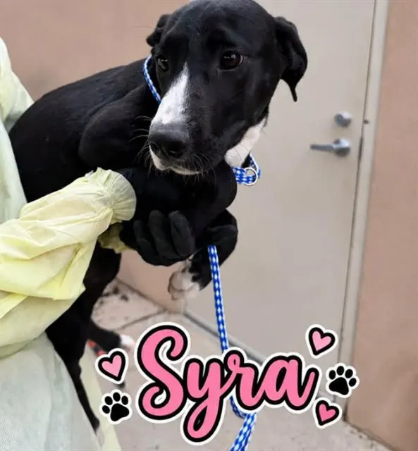 Syra