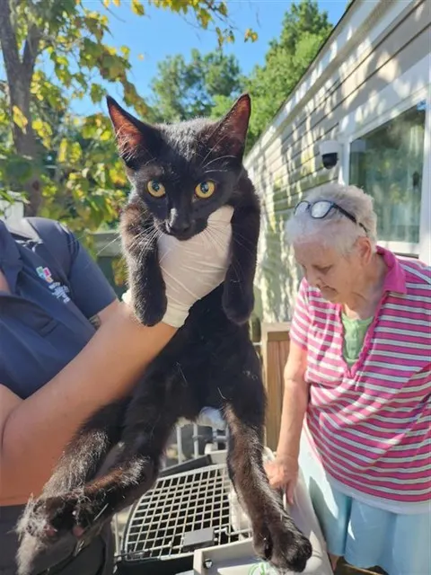 Adoptable Cat