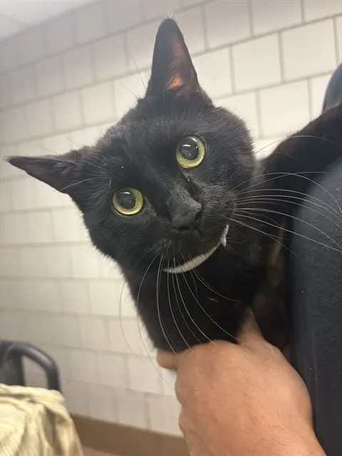 Pepper