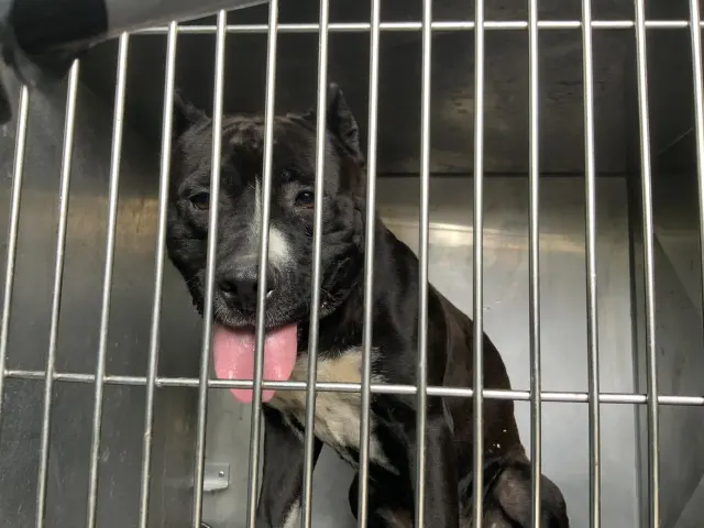 Adoptable Dog