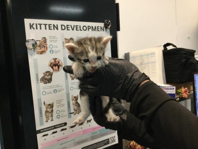 Adoptable Cat