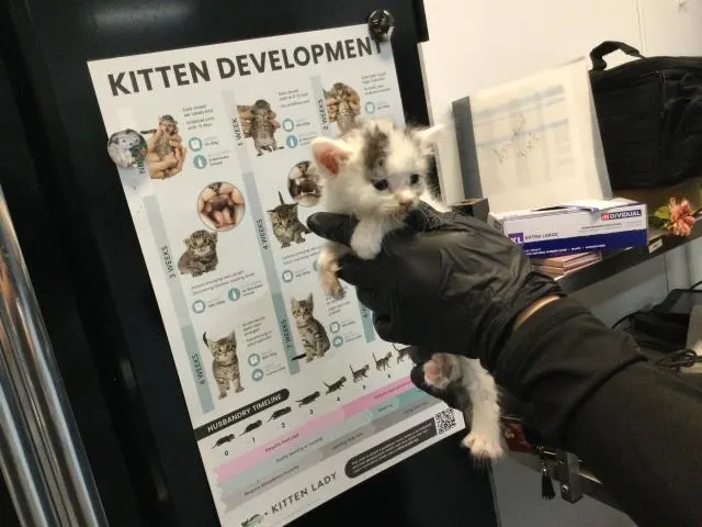 Adoptable Cat