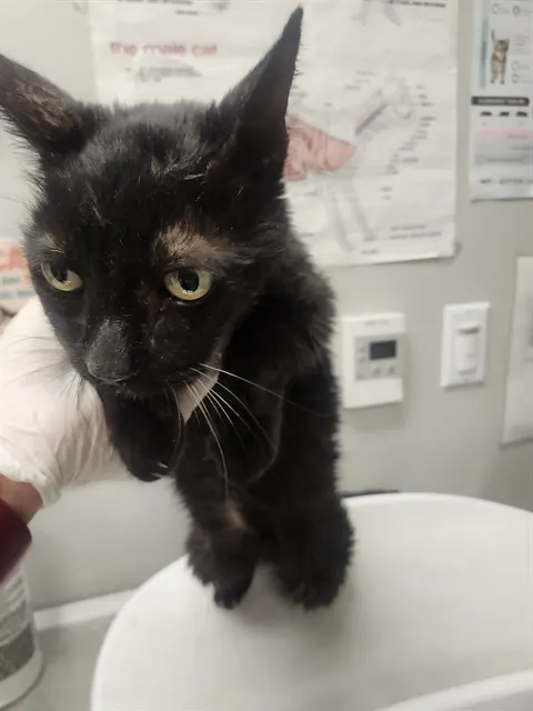 Adoptable Cat