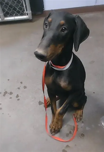 Dutchess