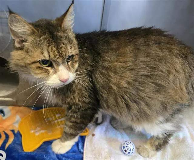 Adoptable Cat