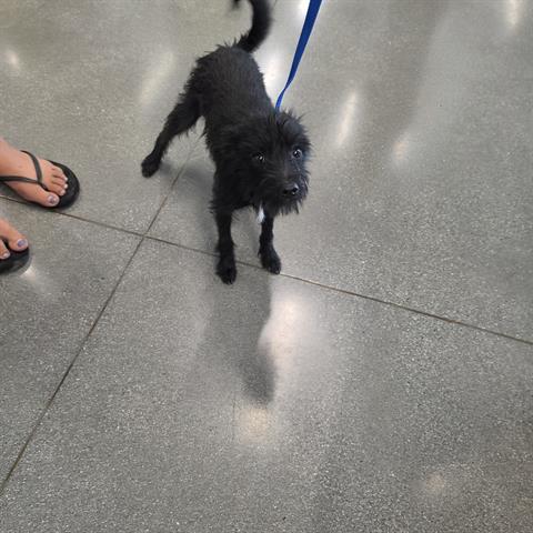 Benji