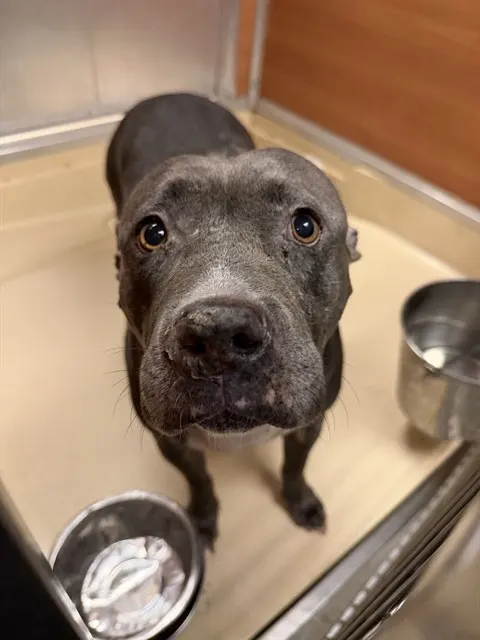 Bella