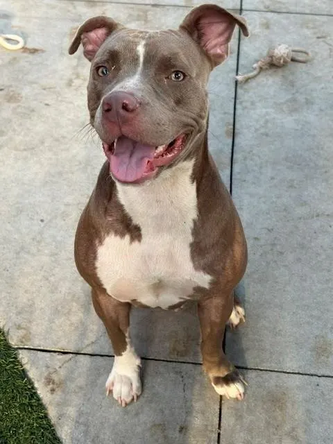 Daisy