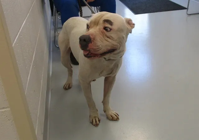 Adoptable Dog
