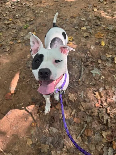 Bonnie