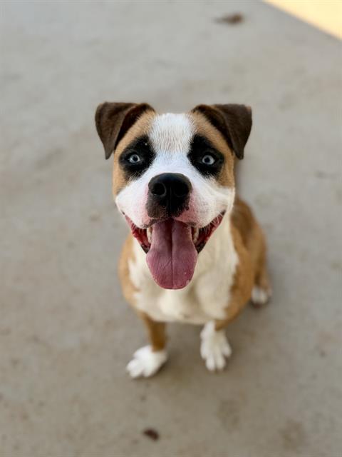 Dingo