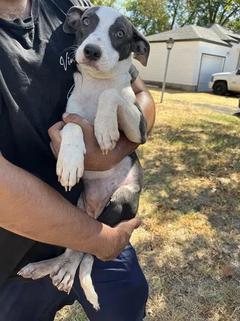 Dobby