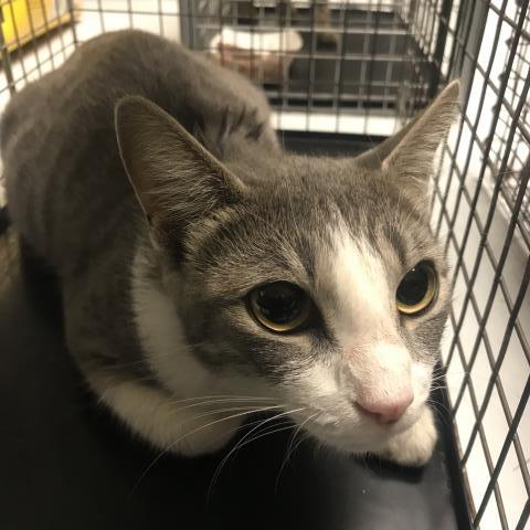 Adoptable Cat