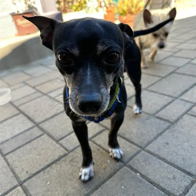 Pup Diooghee