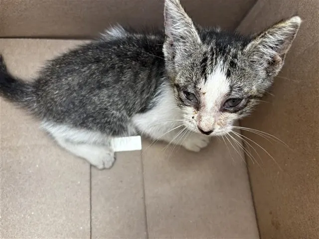 Adoptable Cat