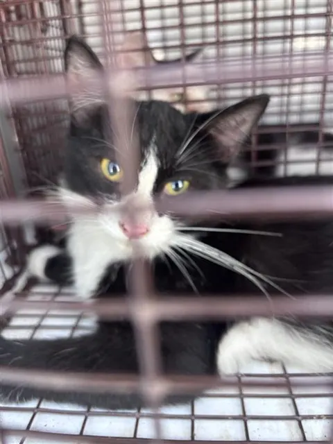 Adoptable Cat