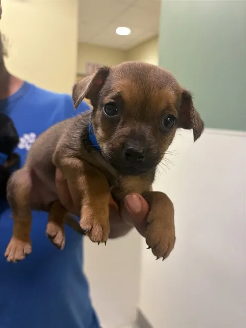 Adoptable Dog
