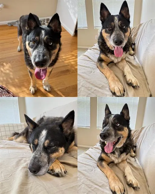 Milo