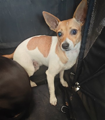 Adoptable Dog