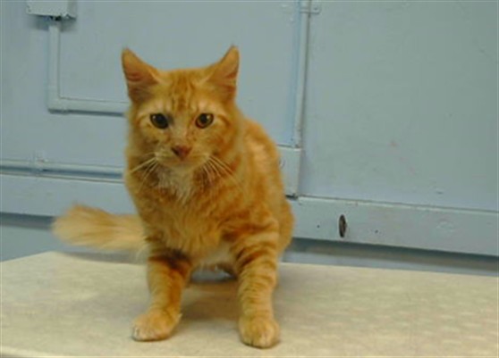 Adoptable Cat
