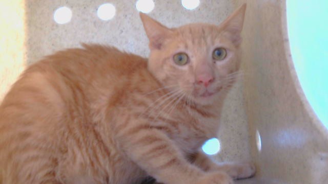 Adoptable Cat