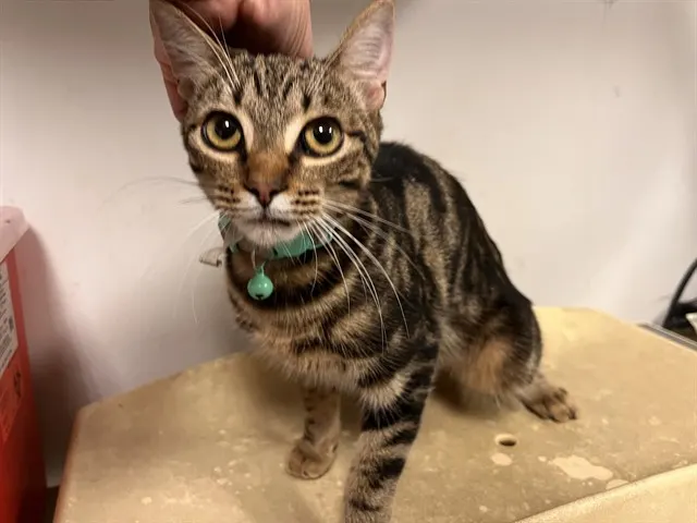 Adoptable Cat