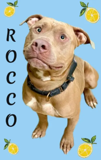 Rocco