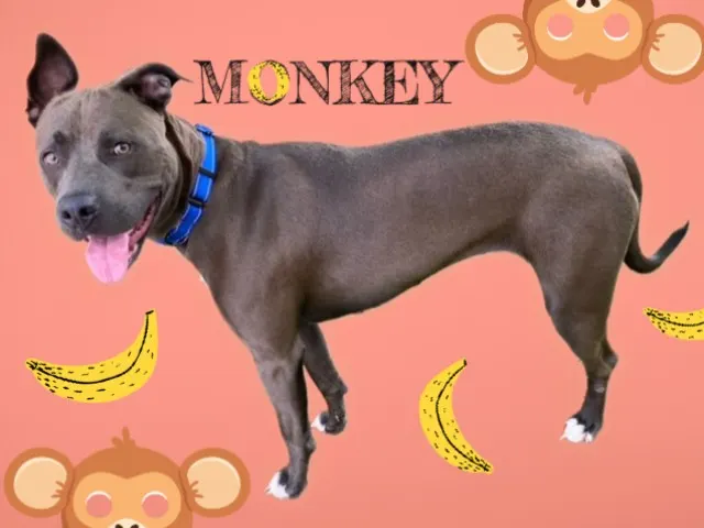 Monkey