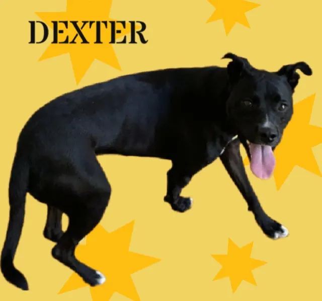 Dexter