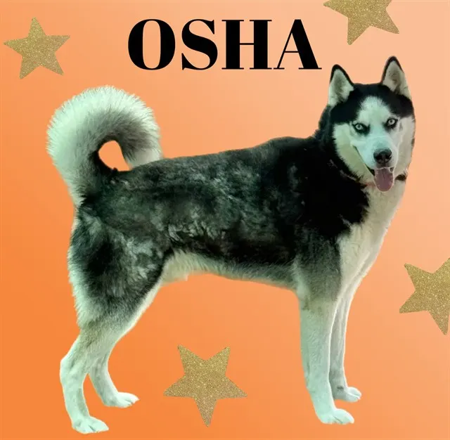 Osha