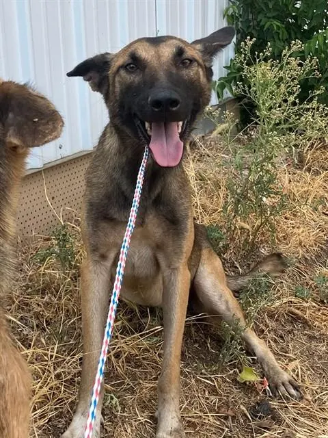 Cali