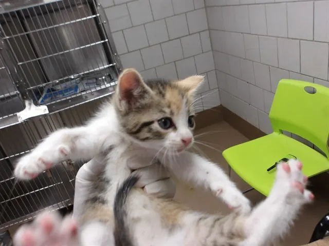 Adoptable Cat