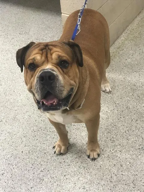 Chunk