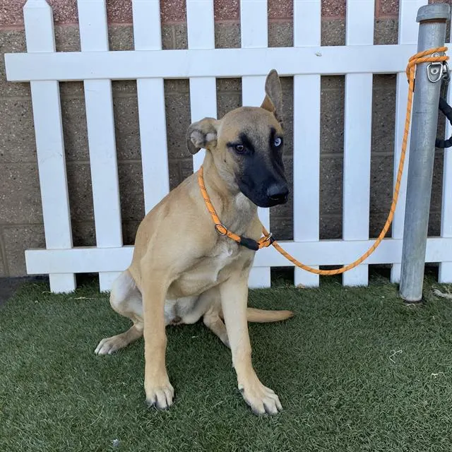 Adoptable Dog