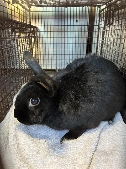 Bunny