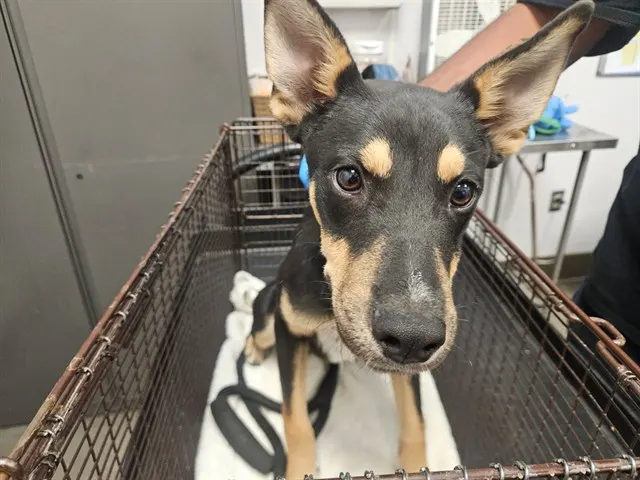 Adoptable Dog