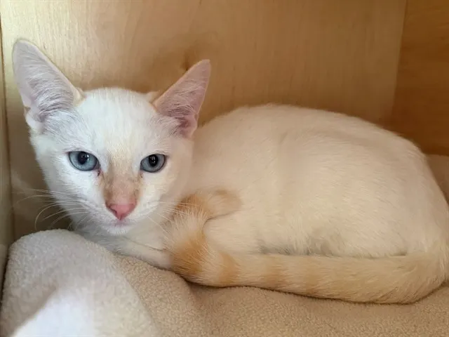 Marcel