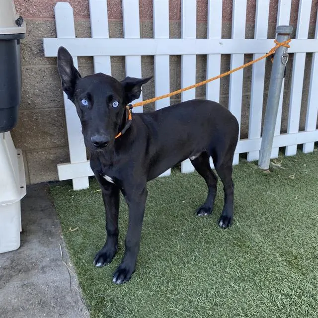 Adoptable Dog