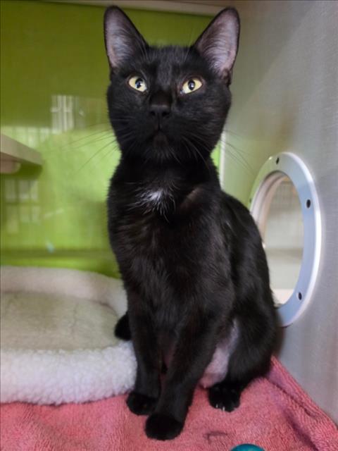 *Onyx